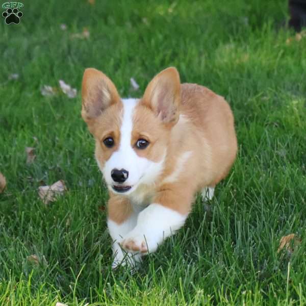 Ezekiel, Pembroke Welsh Corgi Puppy